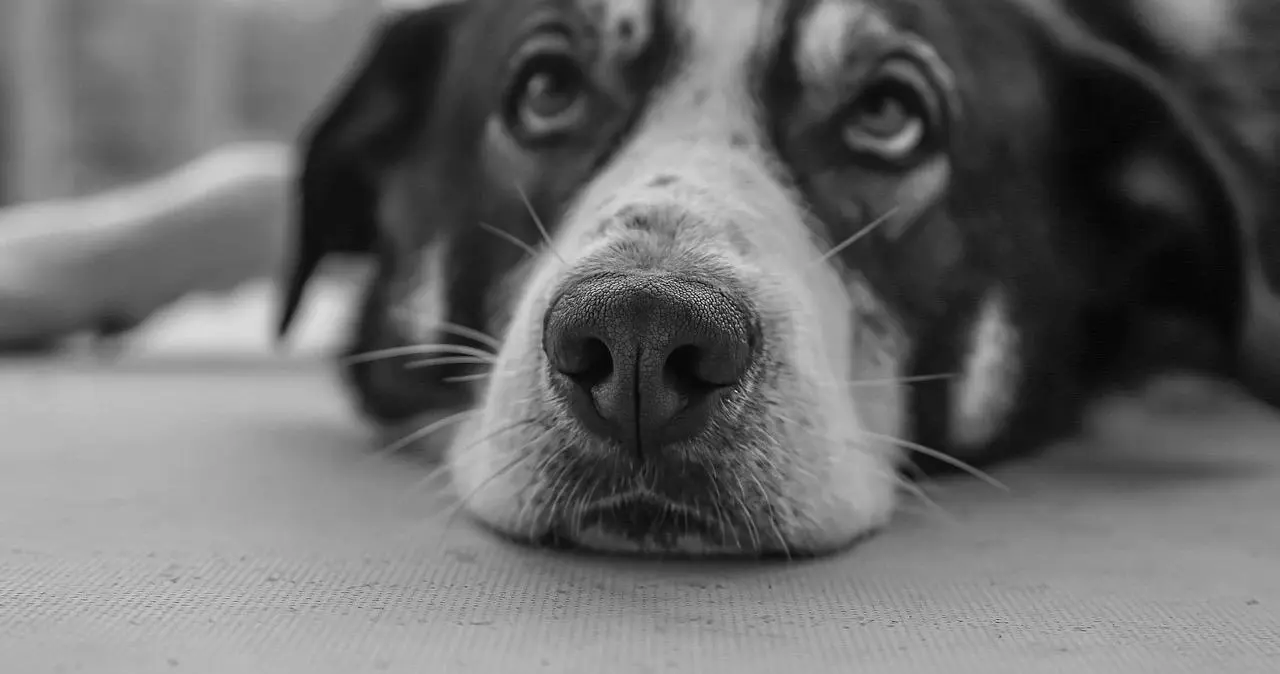 西檬之家ddlg是什么?探索你的字母圈角色与身份认同 一